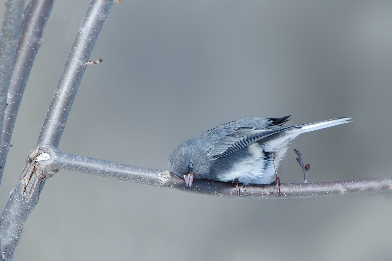 Sleepy in Valley Forge