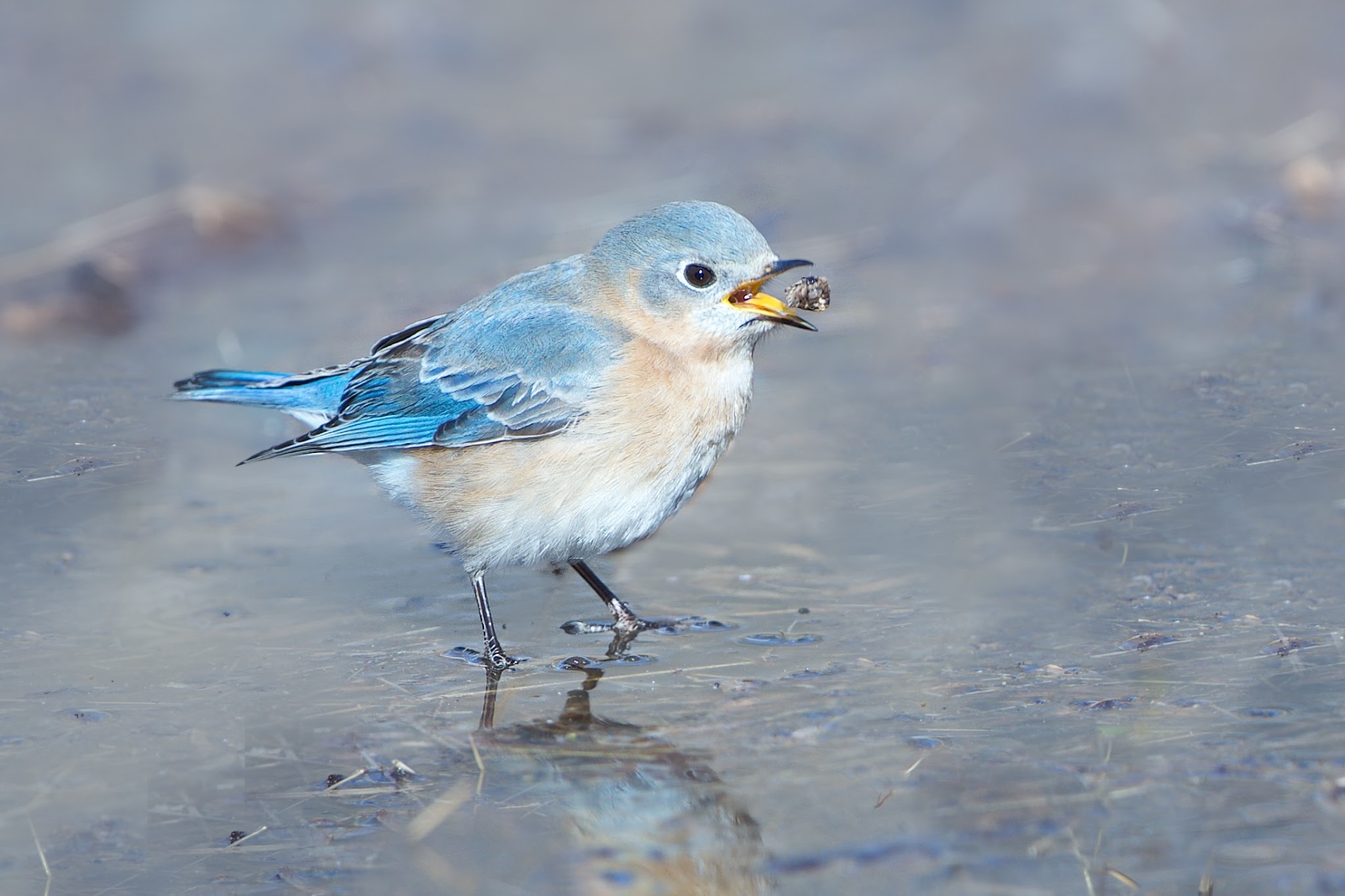 Bluebird and the Spider