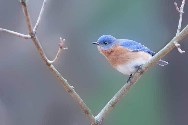 Little Branch Waving Hello to Bluebird in Valley Forge (Click Photo for Best Effect)