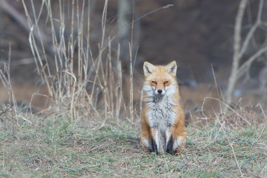 Momma Fox at the Edge of the Woods