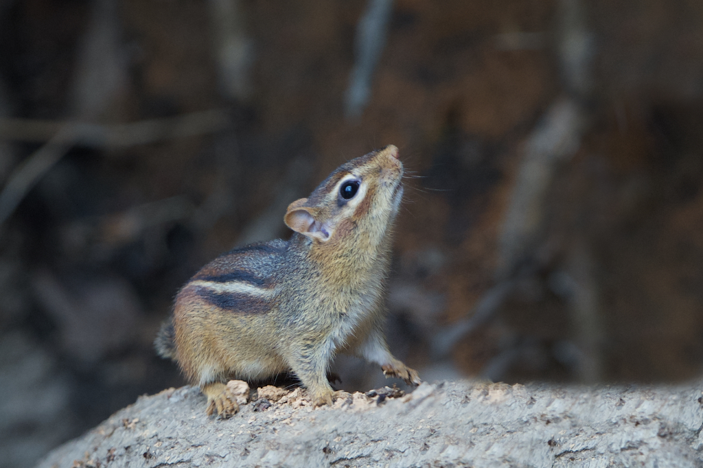 Little Chipmunk with His Nose in the Air
