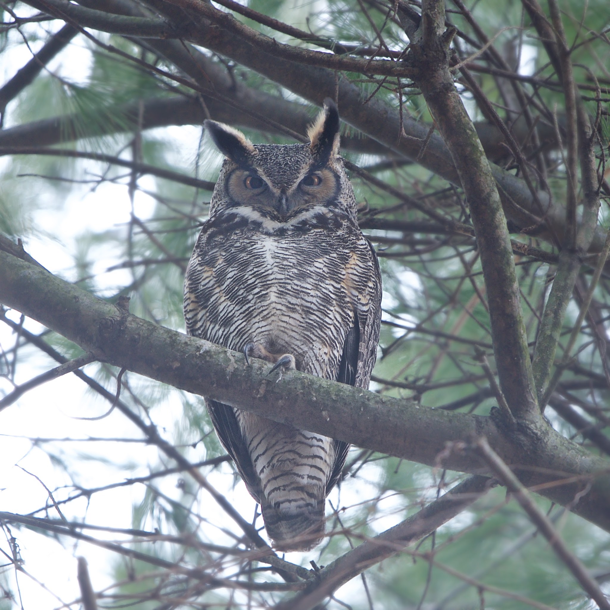 Discussing Life with the Great Horned Owl Today