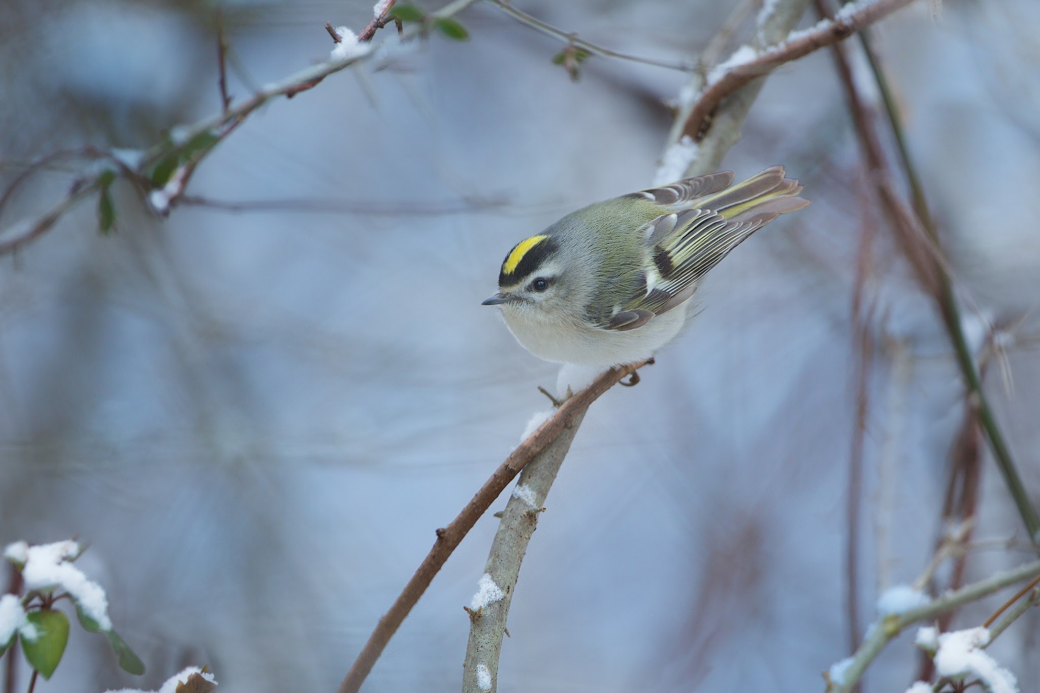 Golden Crowned Kinglet in the Snow Today