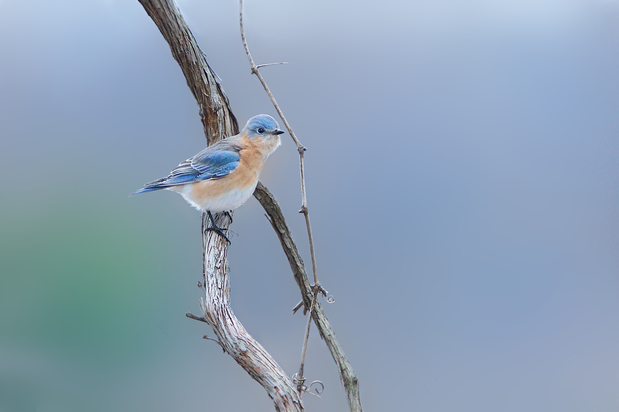 Little Bluebird on a Branch