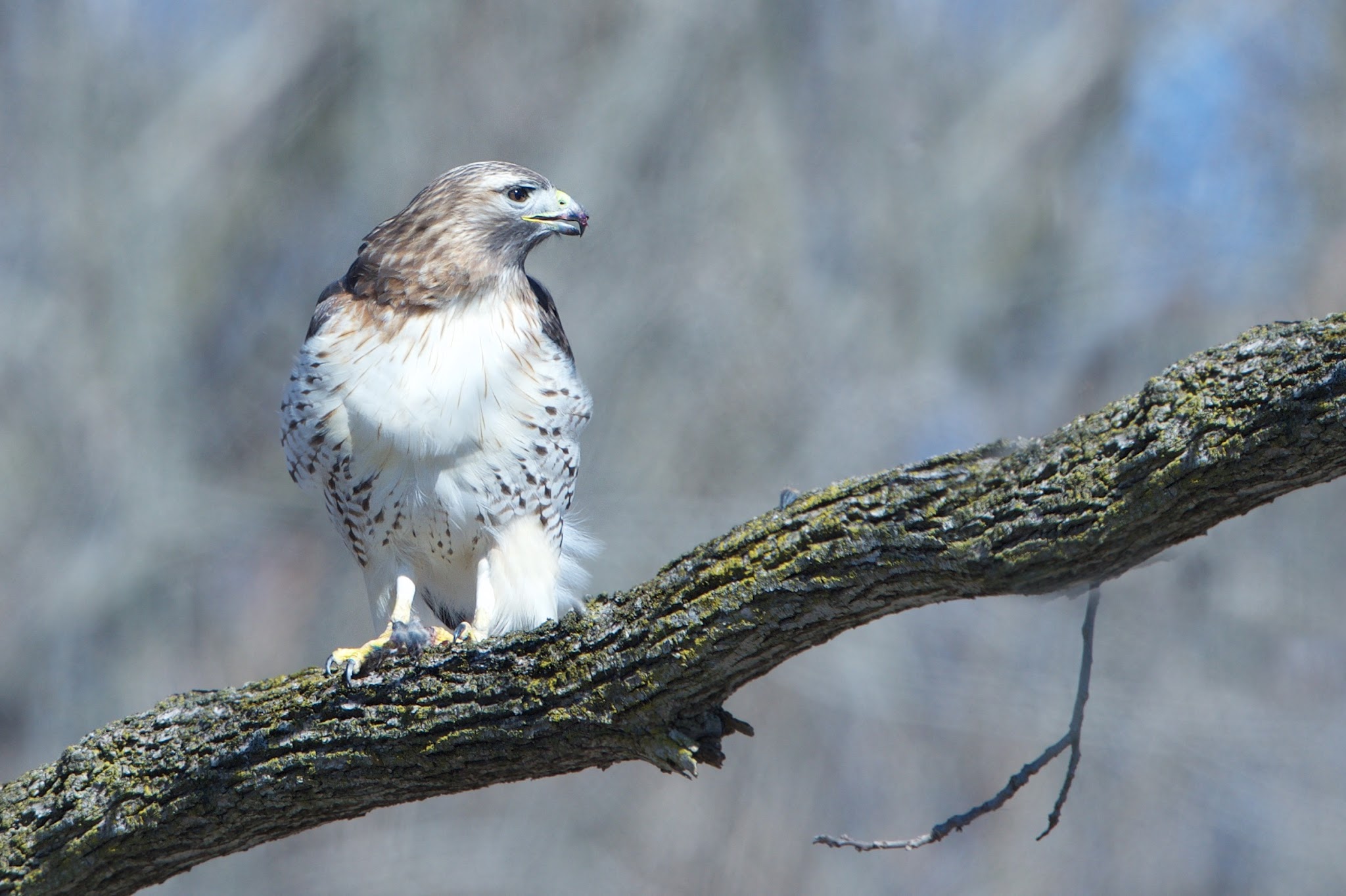 Red Tailed Hawk on a Cold Cold Morning in Valley Forge