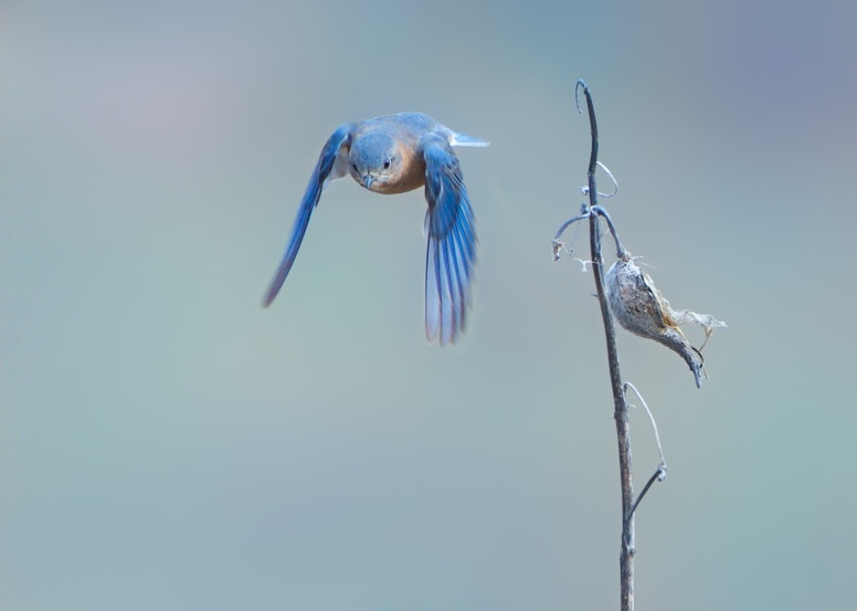 Bluebird and the Milkweed