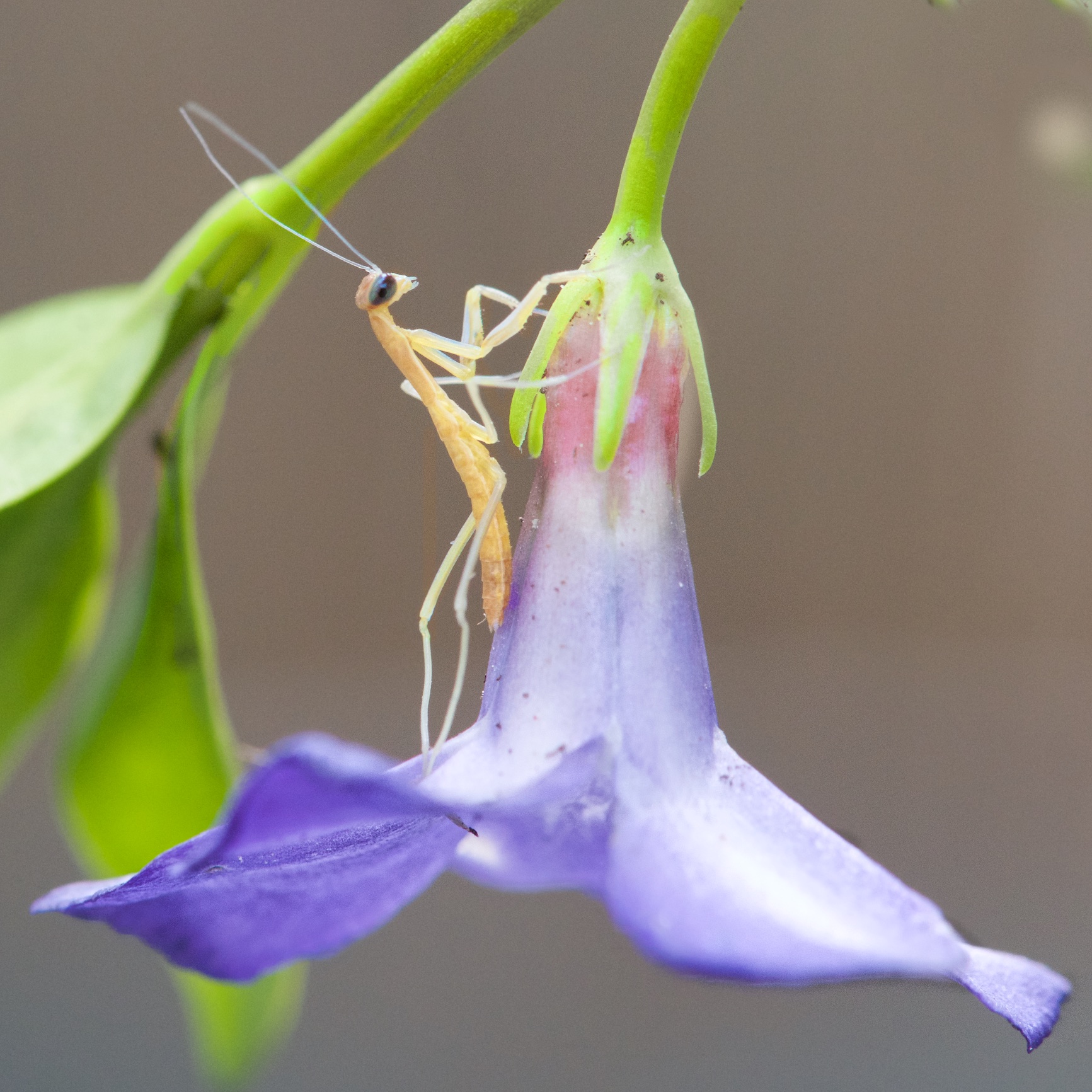 Baby Praying Mantis – Born Today!!!