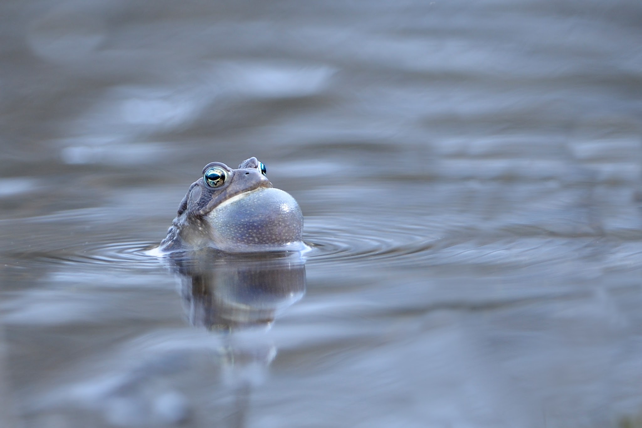Blowing Bubbles in Valley Forge This Morning