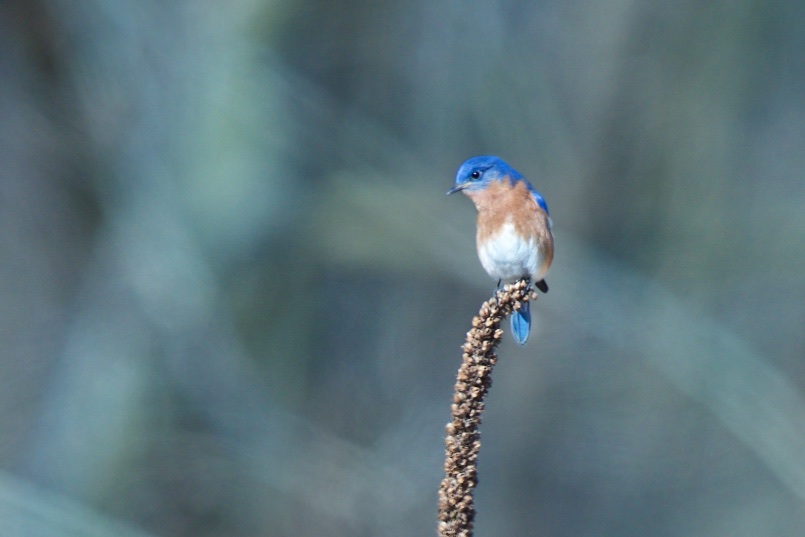 Wonderful Morning with Bluebirds and Eastern Phoebes in Valley Forge