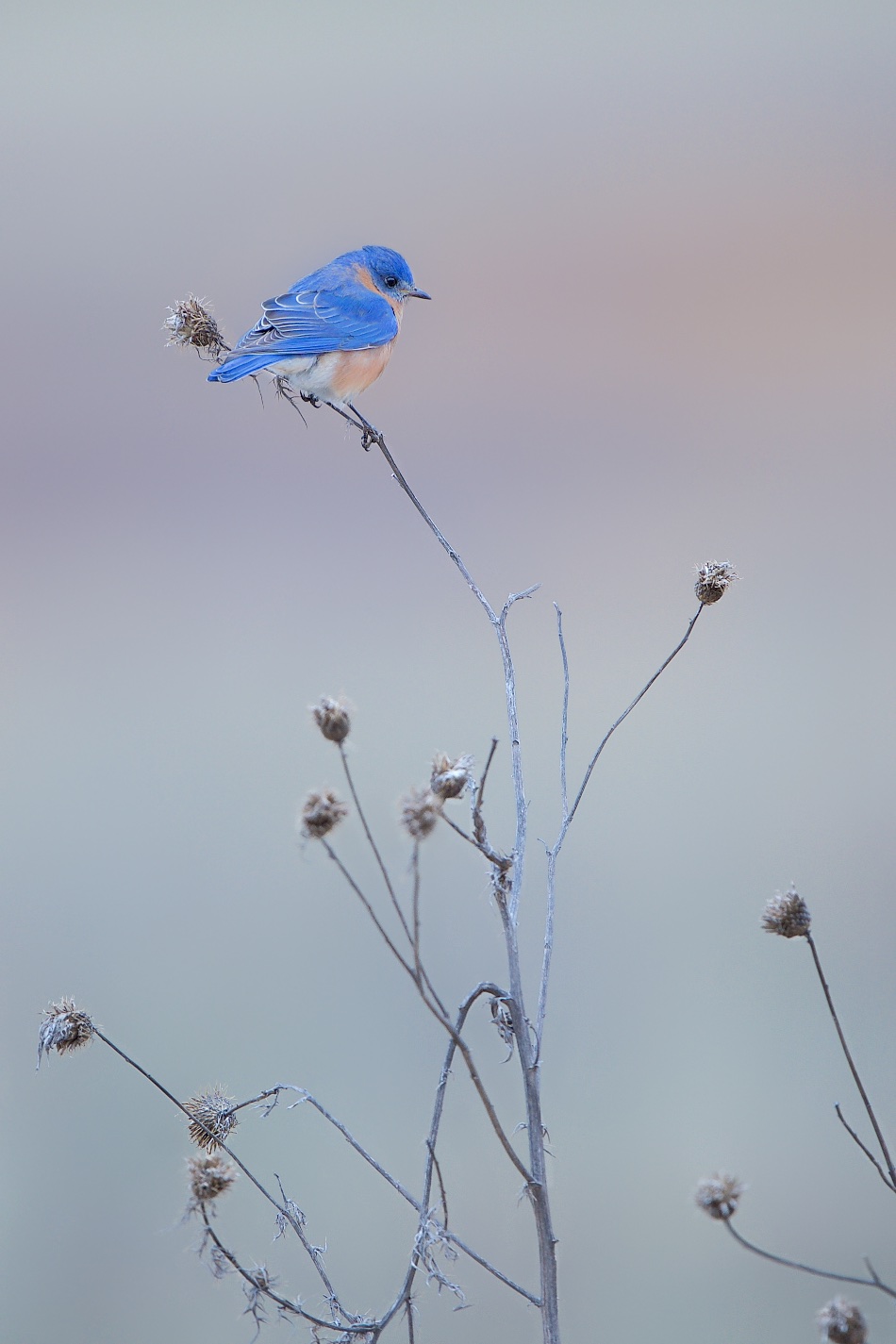 Bluebird on Thistle This Morning In Valley Forge