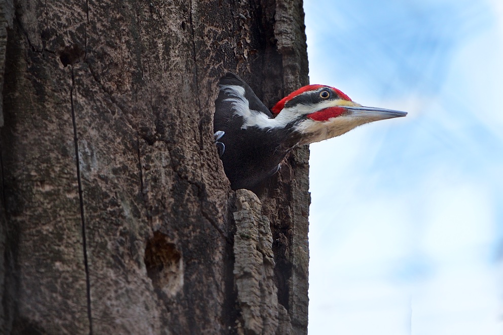 Pileated Woodpecker Peeking From Her Nest in Valley Forge This Morning
