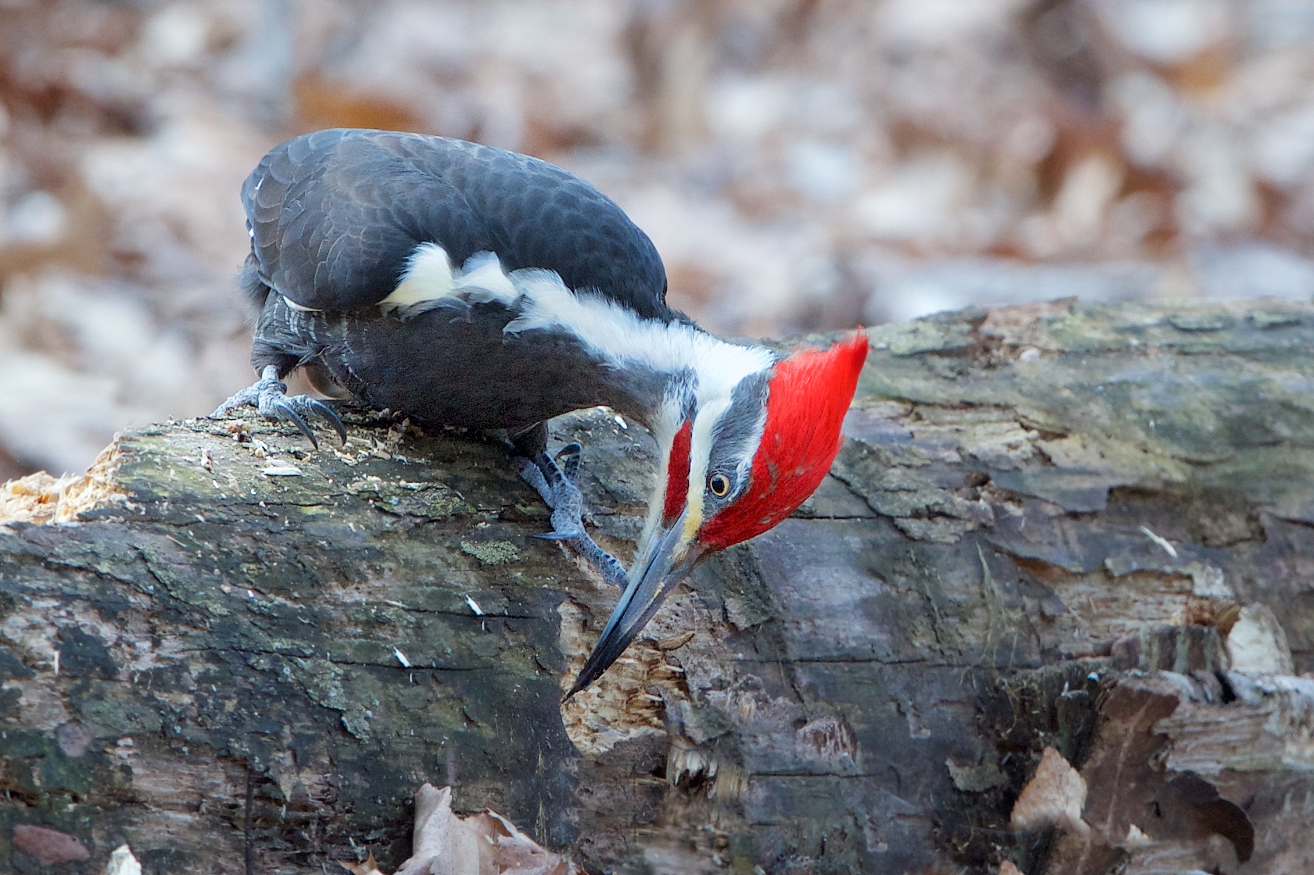 The Pileated Woodpecker