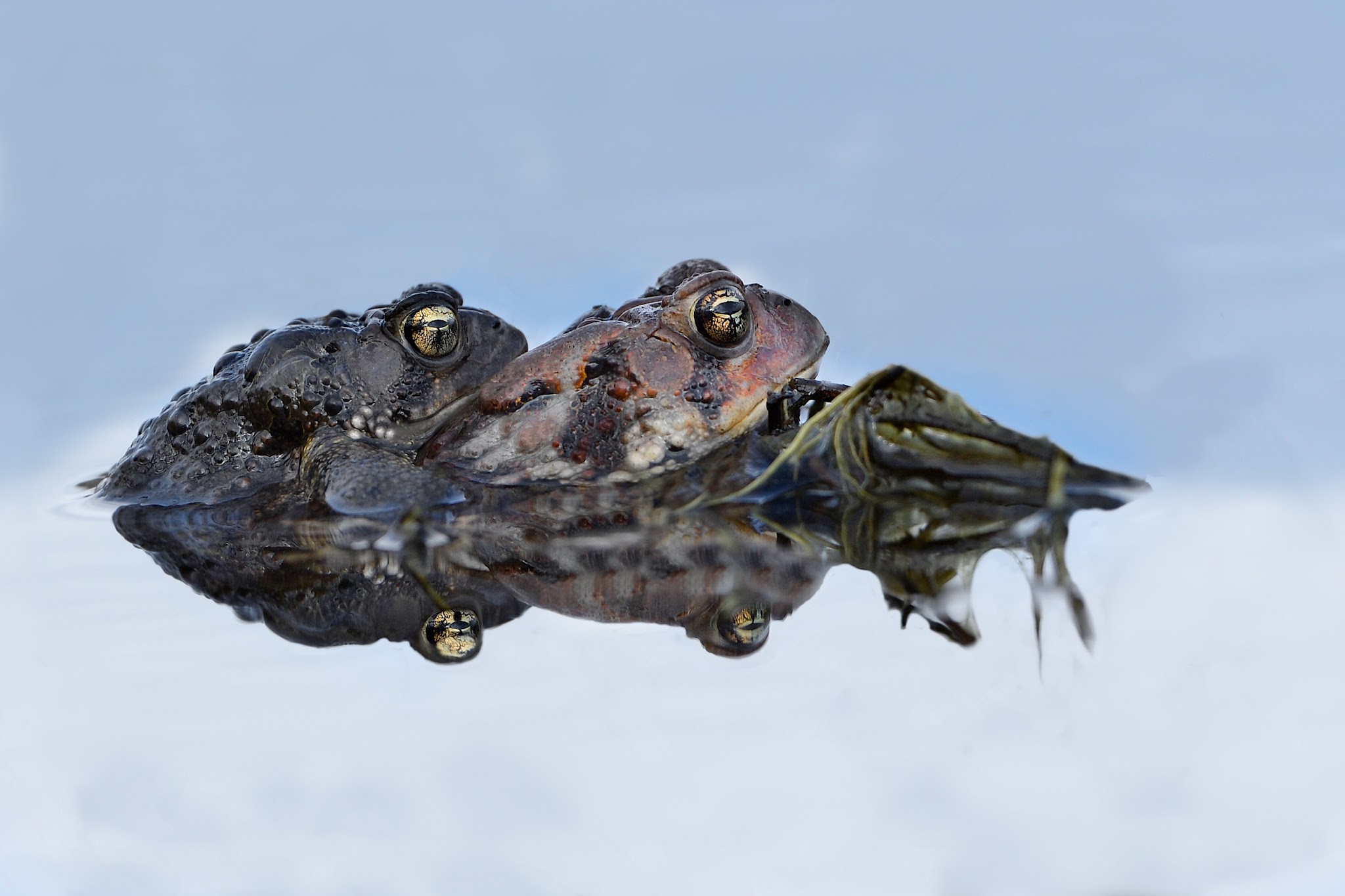 Two’s Company – Three’s a Crowd