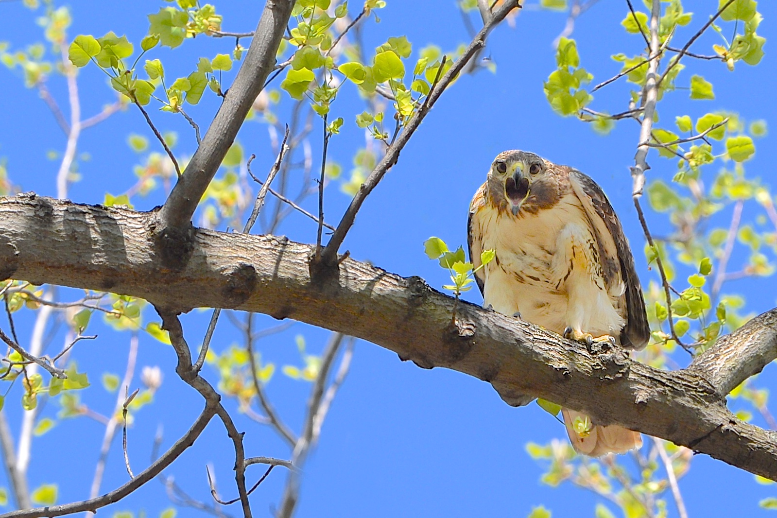 “These are My Woods and You are NOT Welcome”