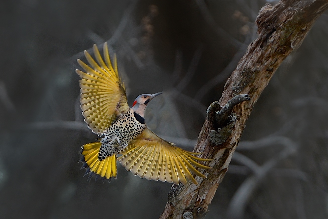 Northern Flickers Playing in Valley Forge