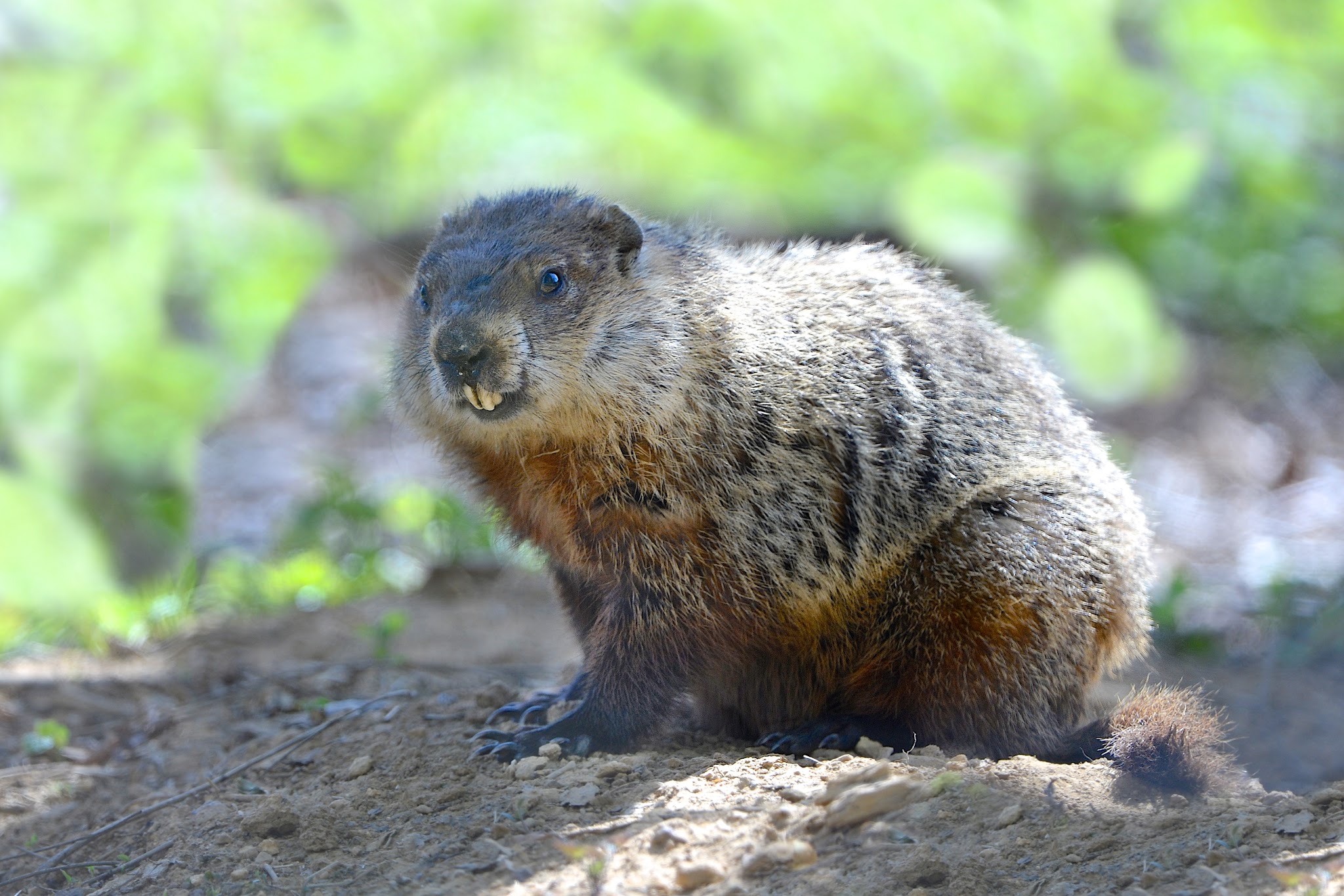 Groundhog Needing Dentist