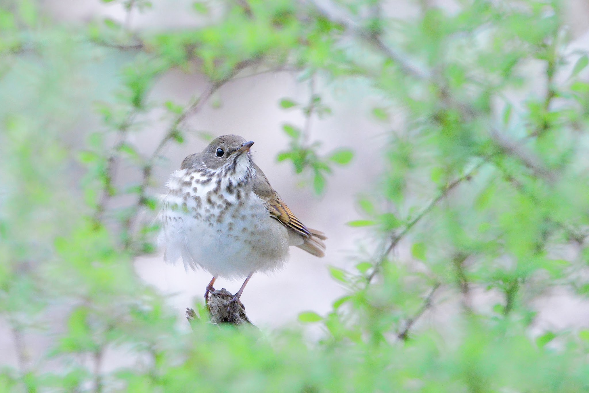 Hermit Thrush Through the Branches