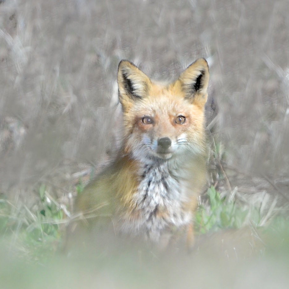 Surprised Little Fox in Valley Forge
