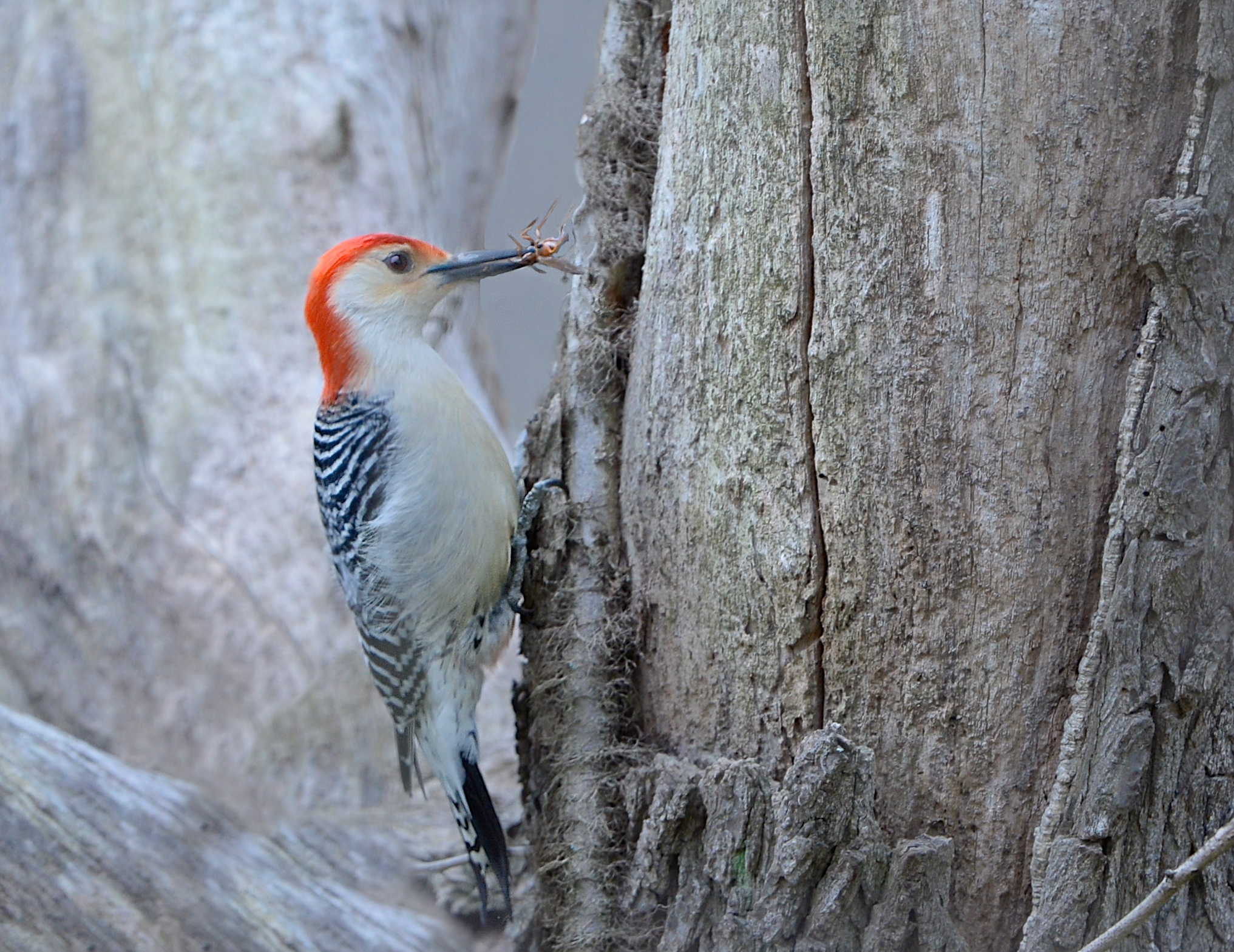 Red Belly Grabs the Wasp