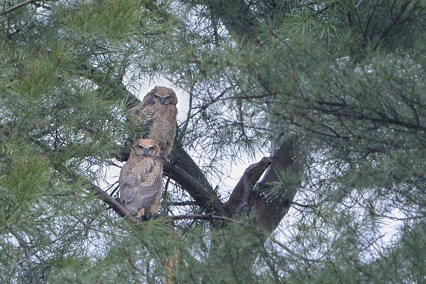 The Baby Great Horned Owlets