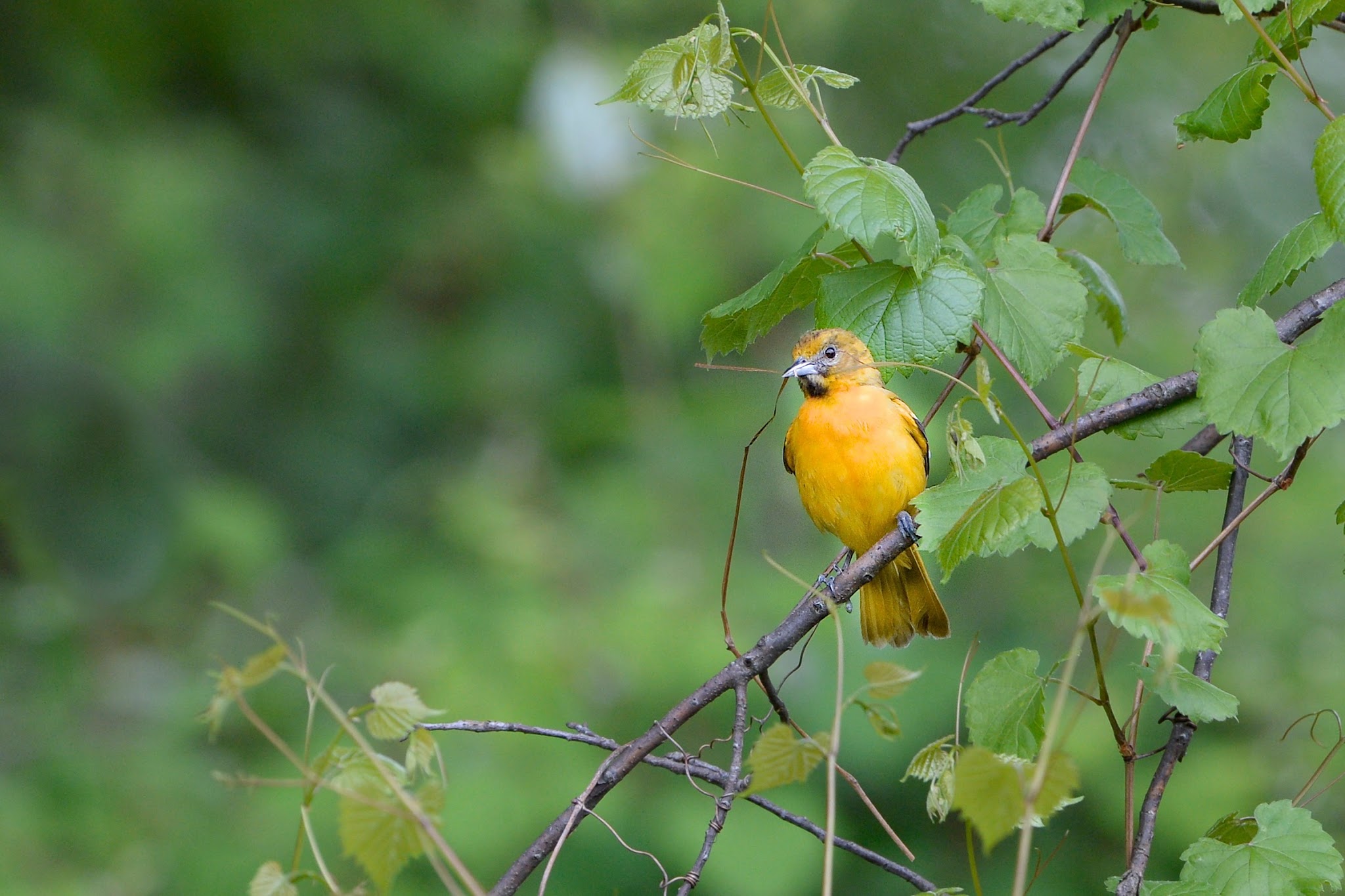 The Female Baltimore Oriole with Nesting Materials