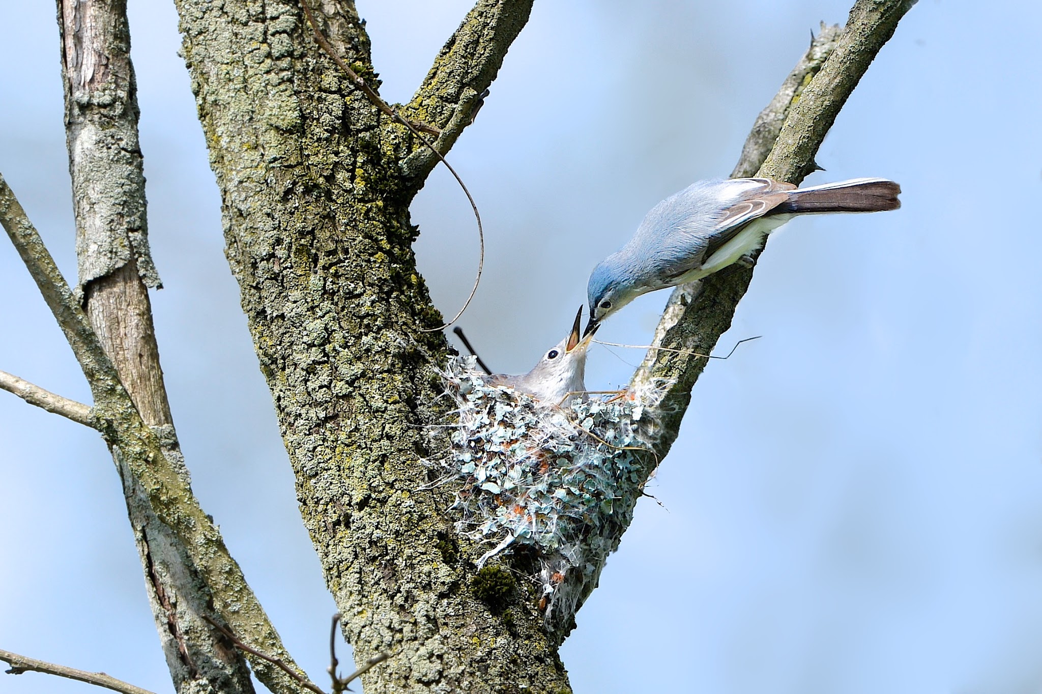 Blue-Gray Gnatcatchers Building Nest in Valley Forge (Click for Better View)
