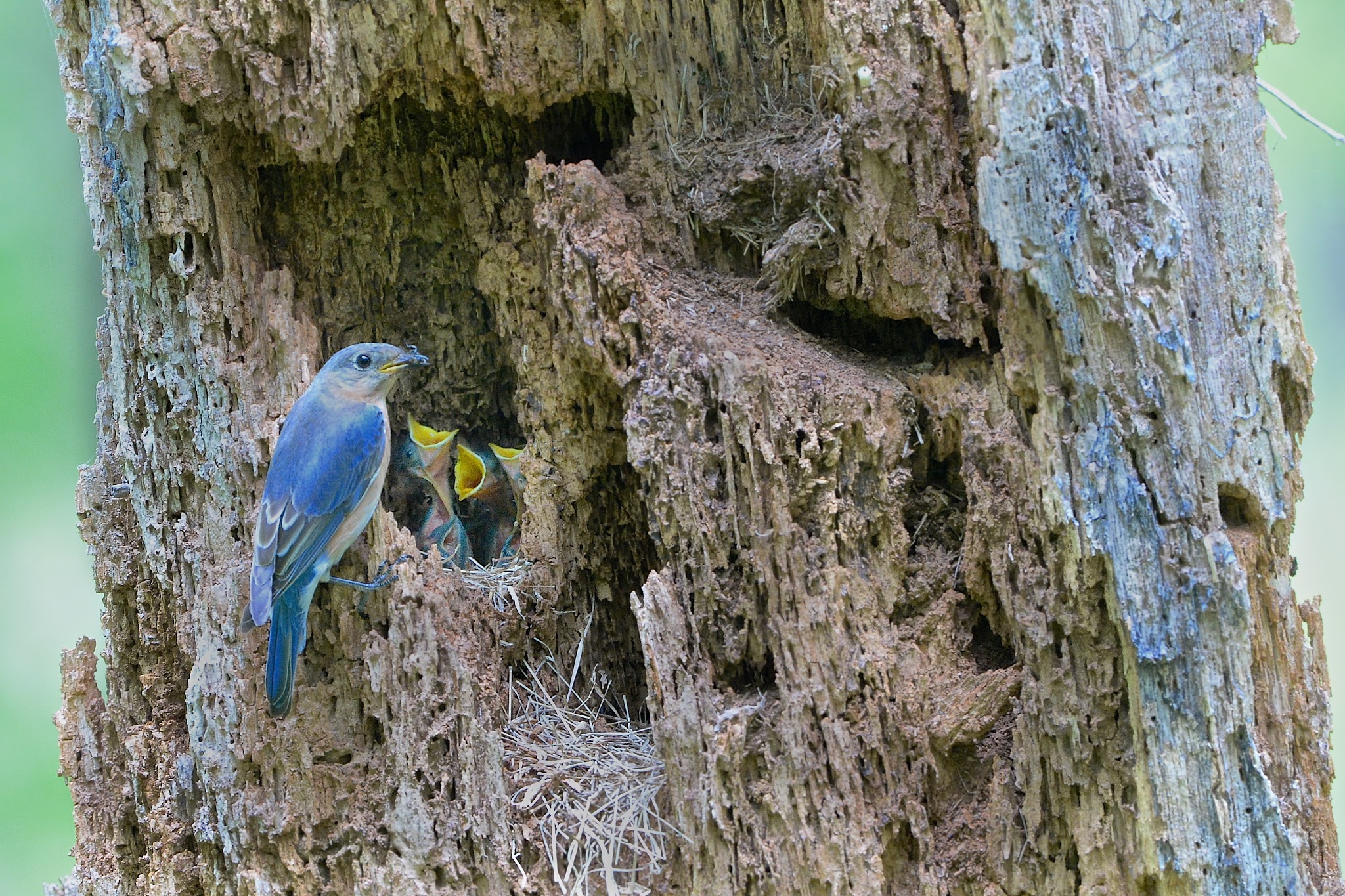 Dad and the Babies in Valley Forge Today