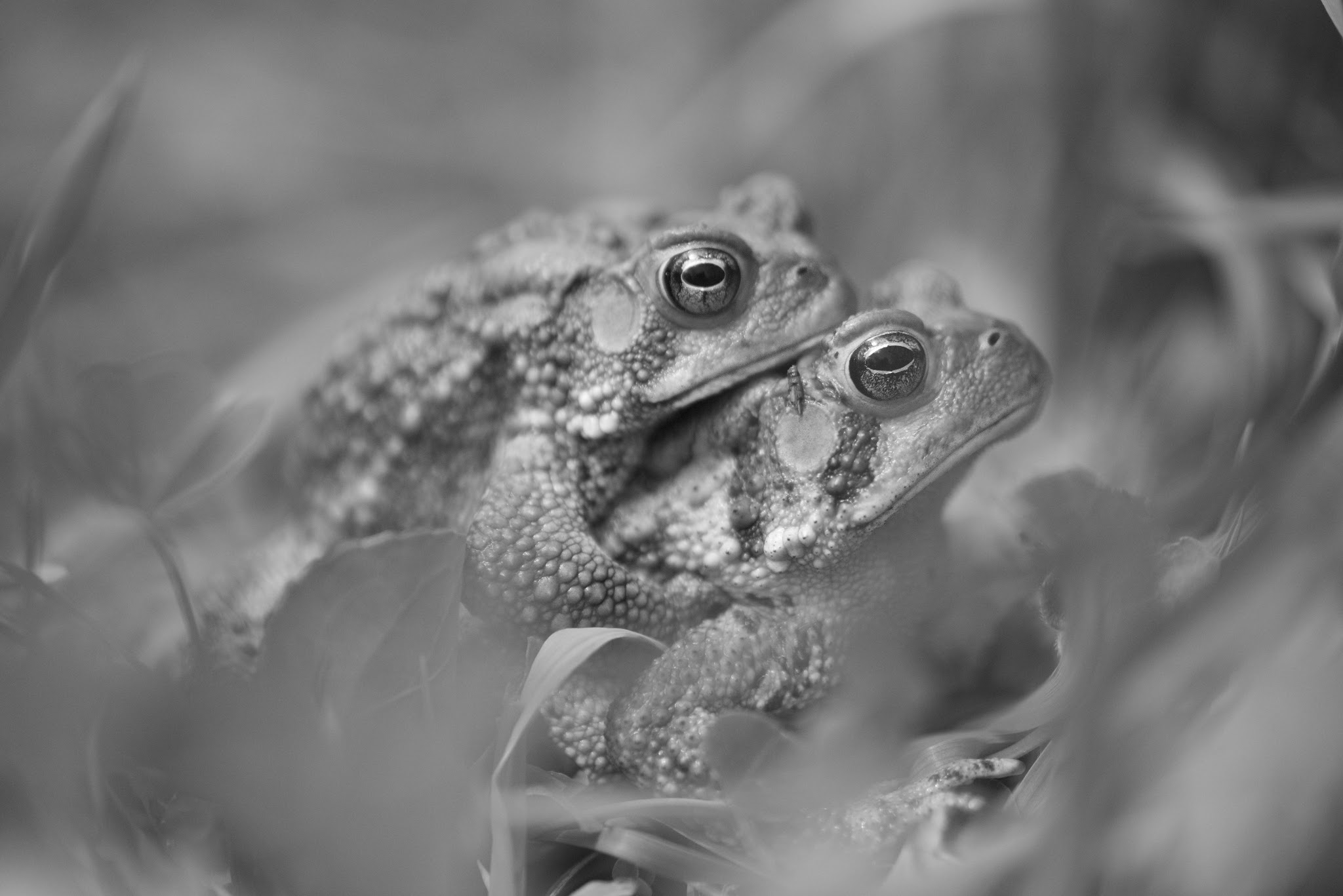 Future Mother’s Day Celebrant