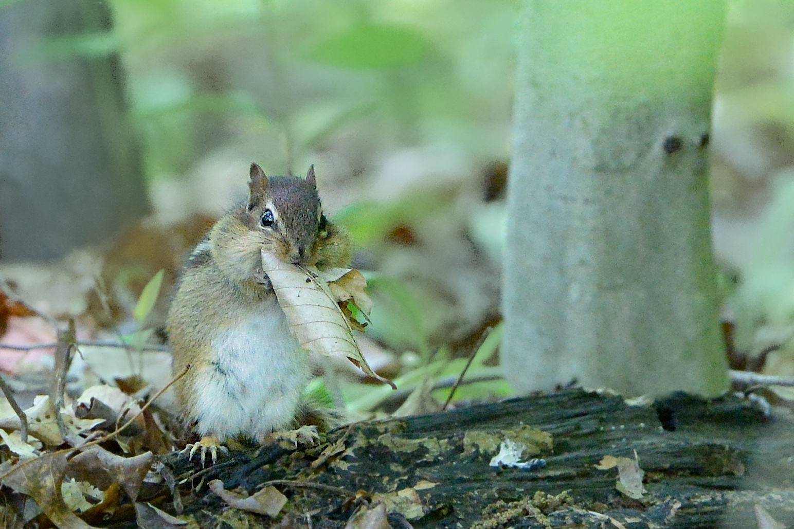 Seriously Addicted to Leaves