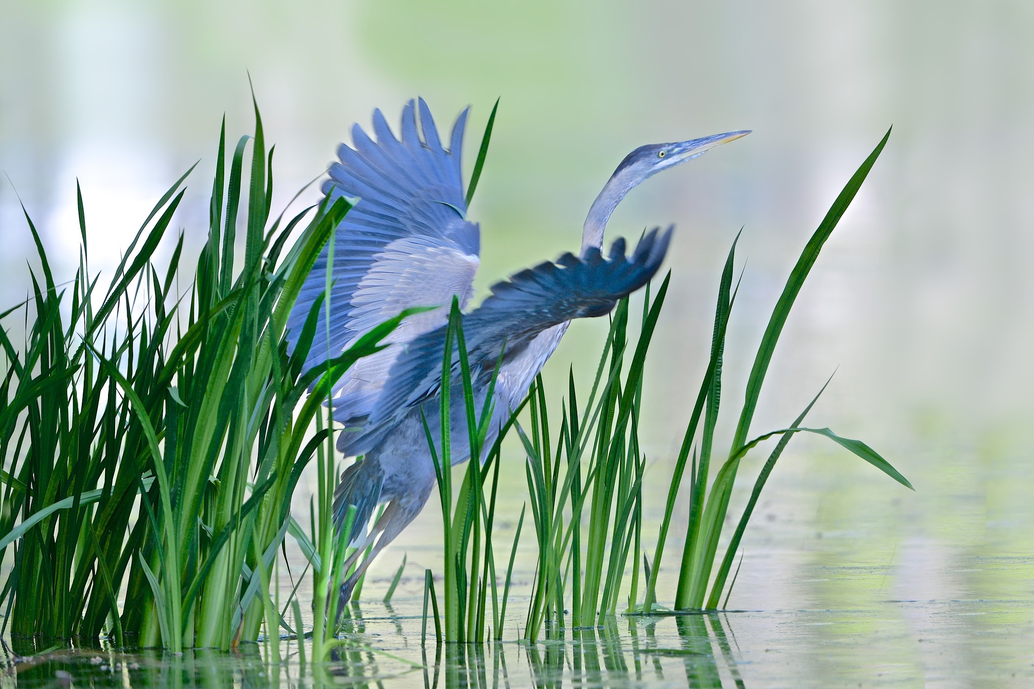 The Take Off this Morning at Eastern College Pond