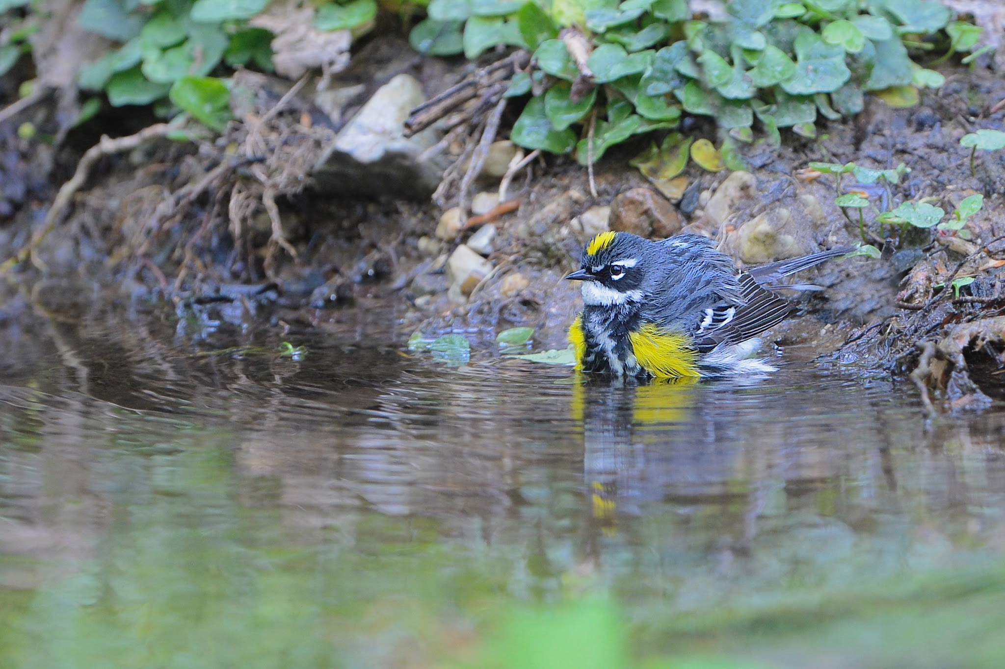 Yellow Rumped Warbler