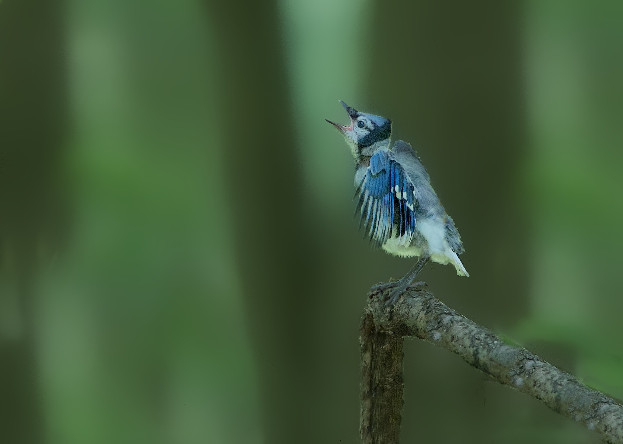 Baby Bluejay and Her Momma