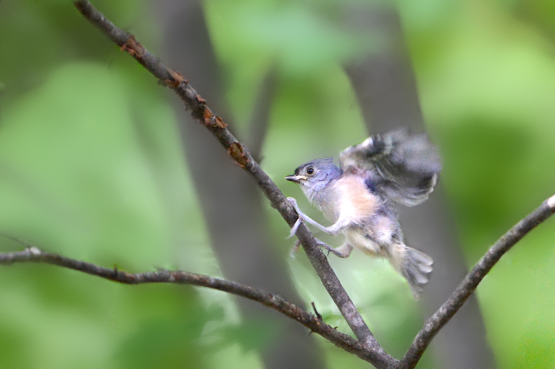 Baby Tufted Titmouse Takes first Small Flight in Valley Forge
