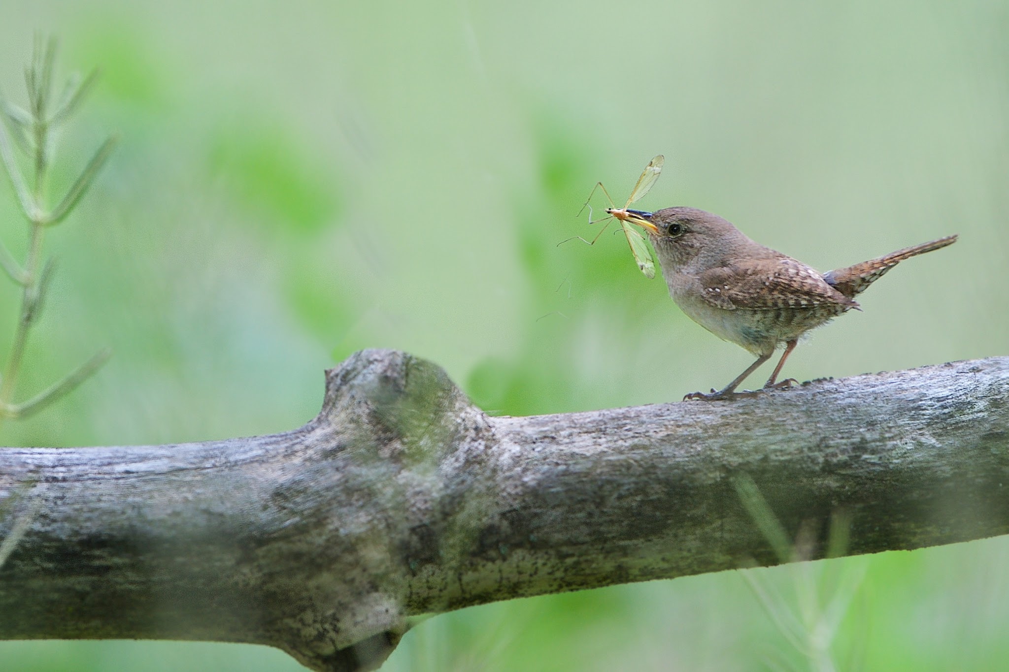 House Wren with Newly Acquired Cranefly
