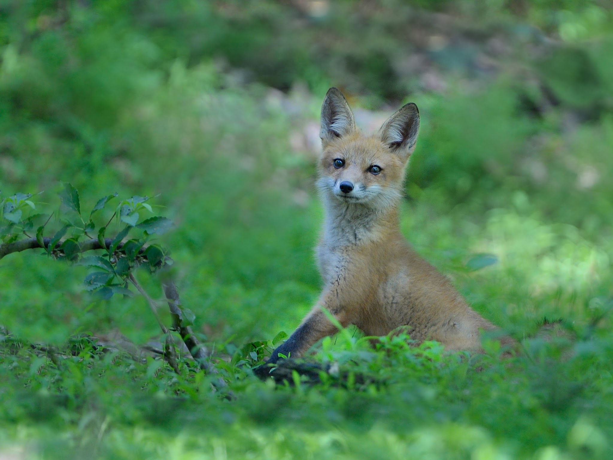 Discussing Life with the Little Fox in Valley Forge