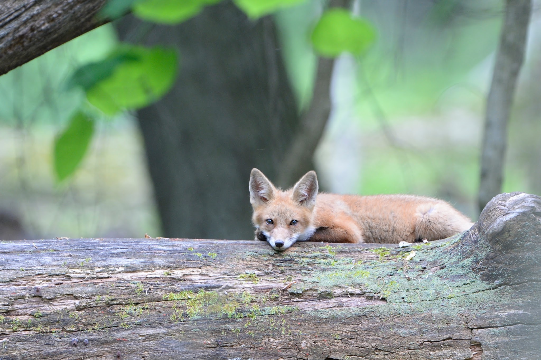 Red Letter Day for Wildlife in Valley Forge Today