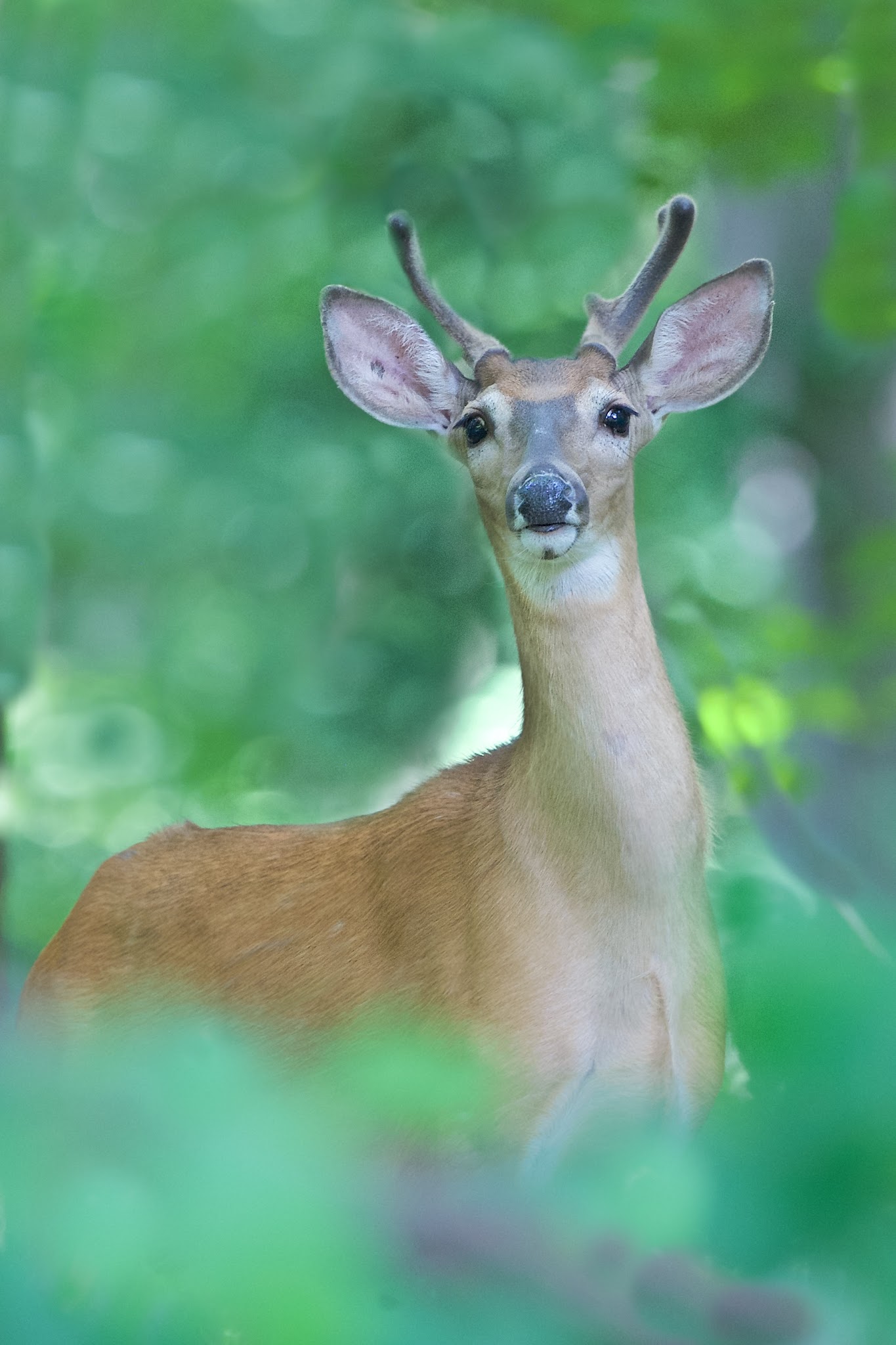 Pretty Boy in the Woods