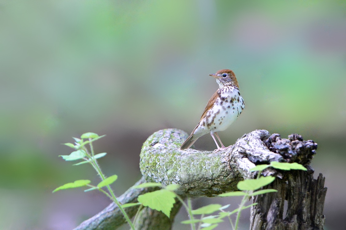 Little Wonders in Valley Forge Today