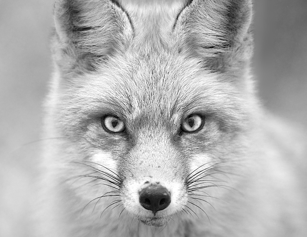 Fox in Black and White