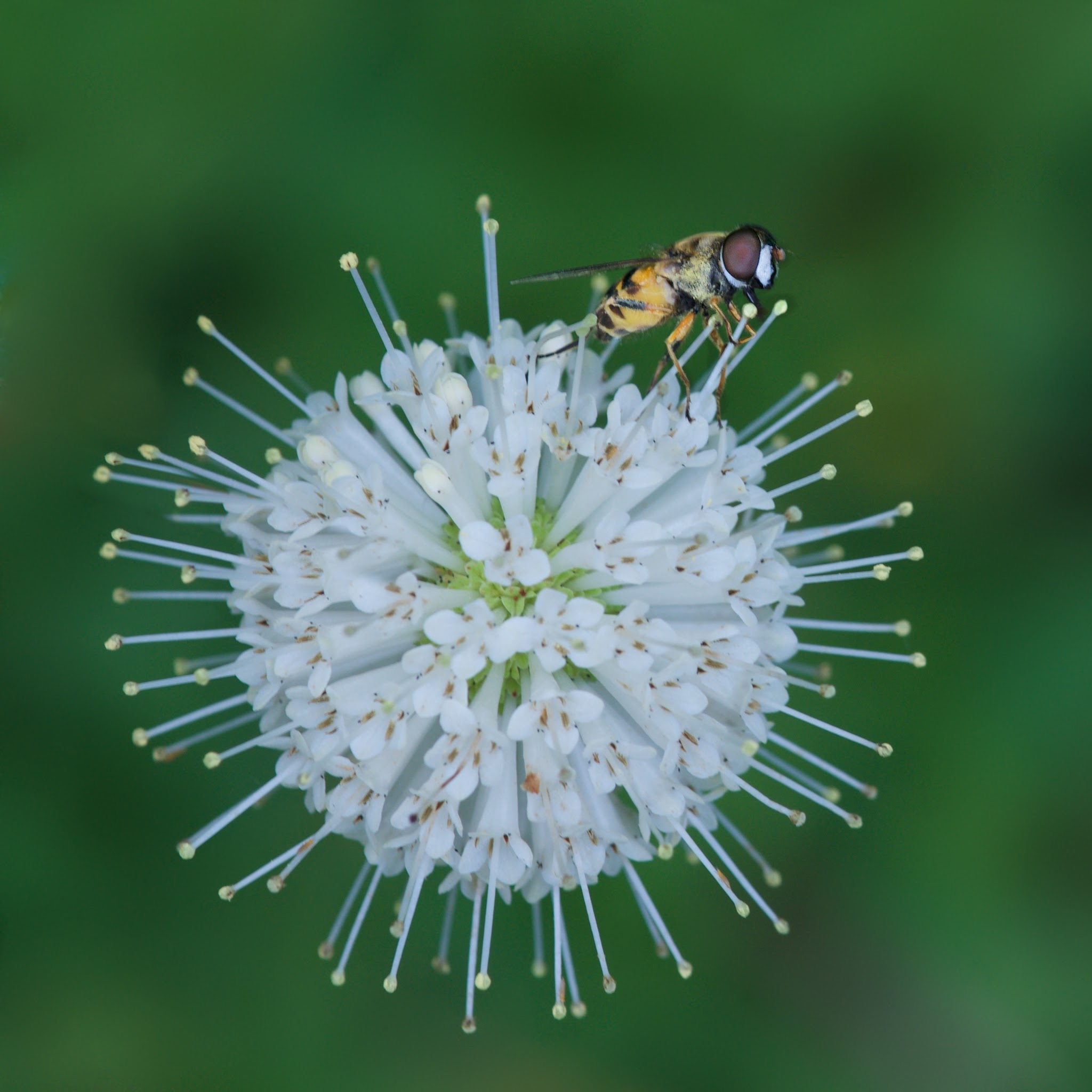 Helophilis on a Button Bush – Take That You Etymologists!!