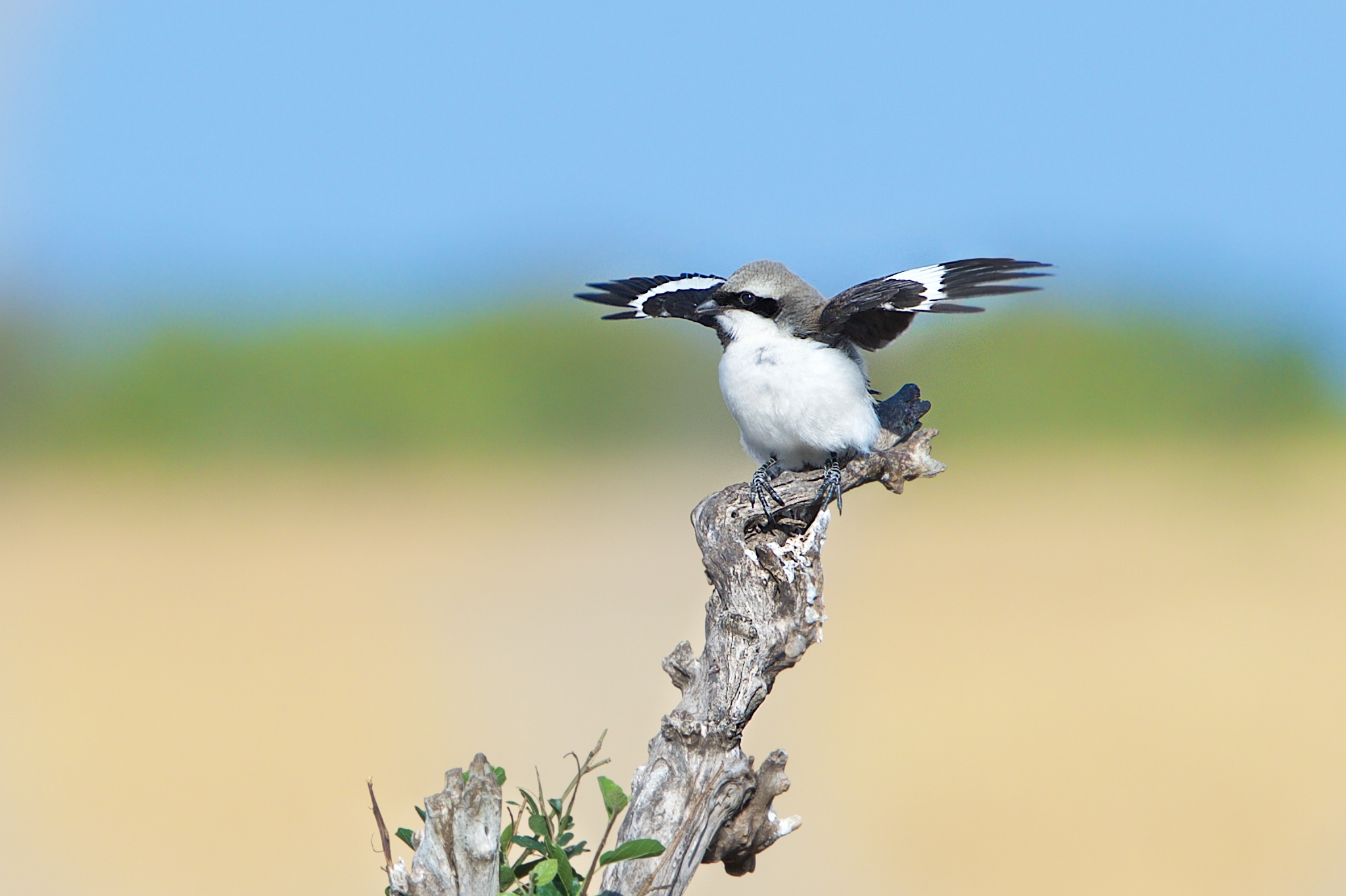 Baby Fiscal Shrike Pretending to Be Crossing Guard