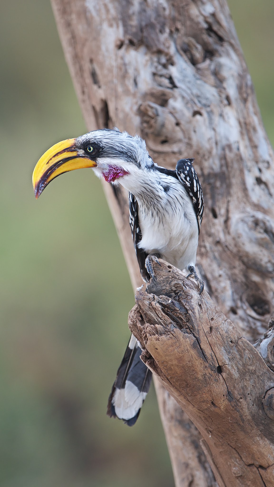 Eastern Yellow Billed Hornbill in Samburu, Kenya Last Week