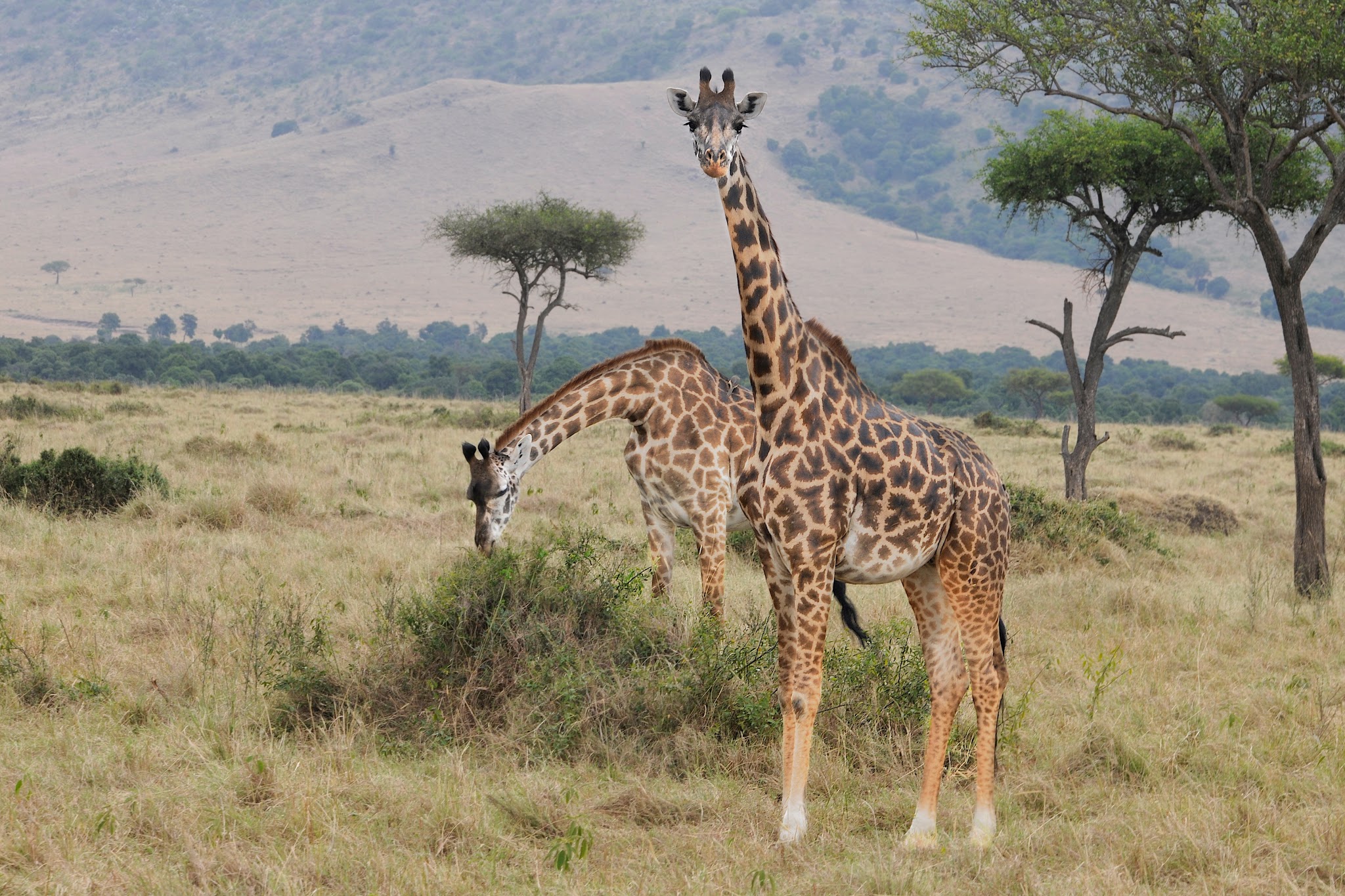 Giraffes in Samburu, Kenya