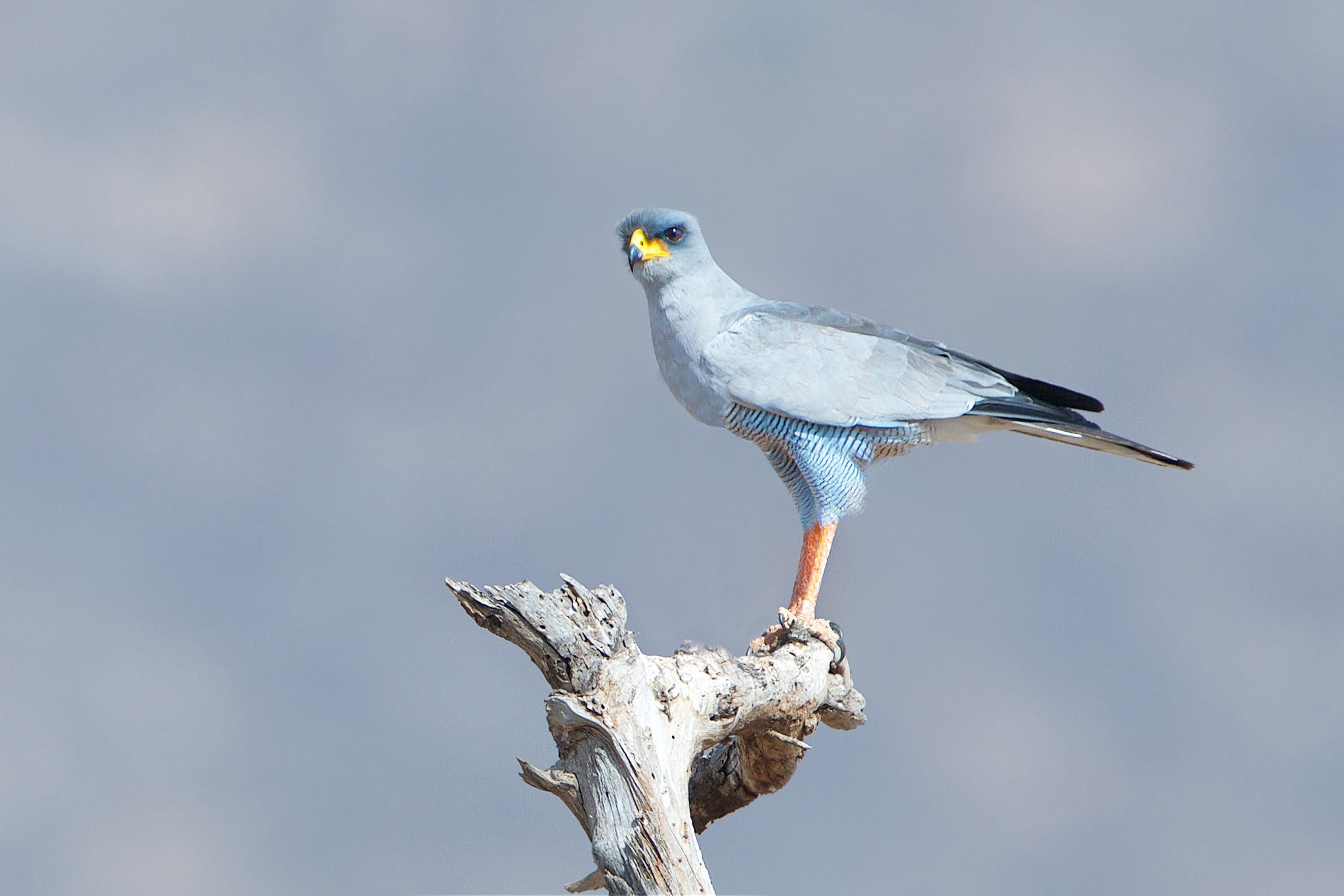 Southern Pale Chanting Goshawk