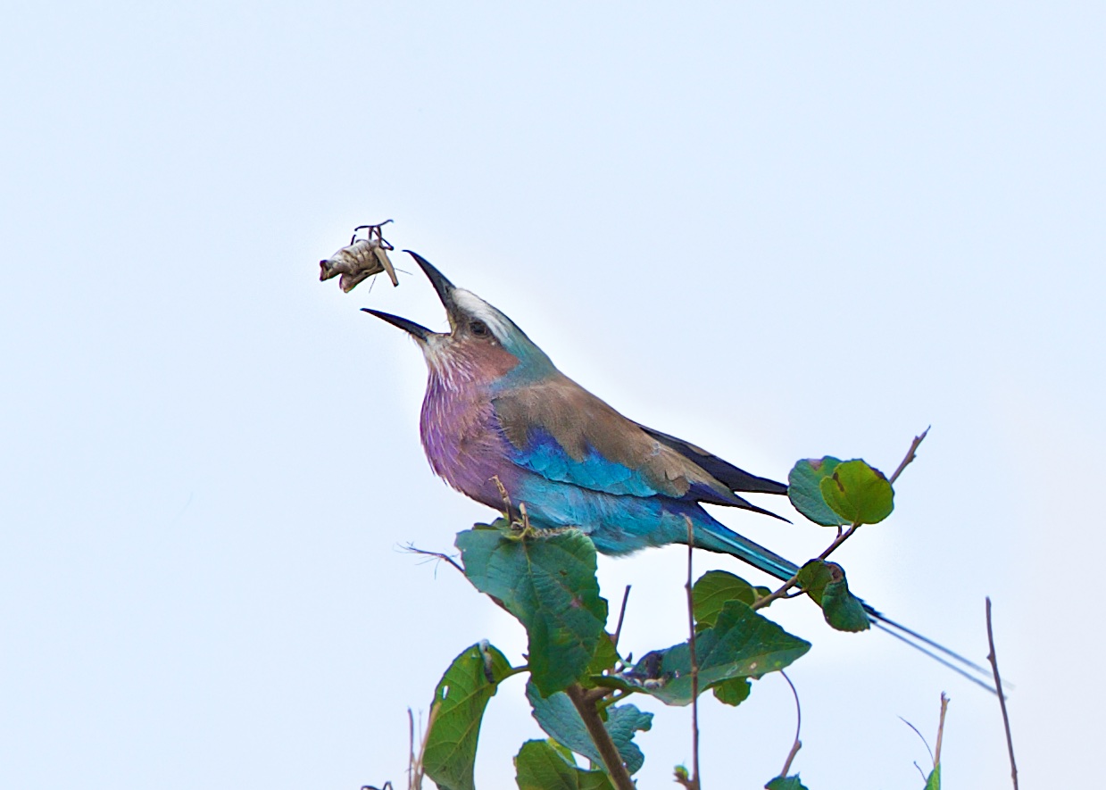 Lilac Breasted Roller and the Grasshopper