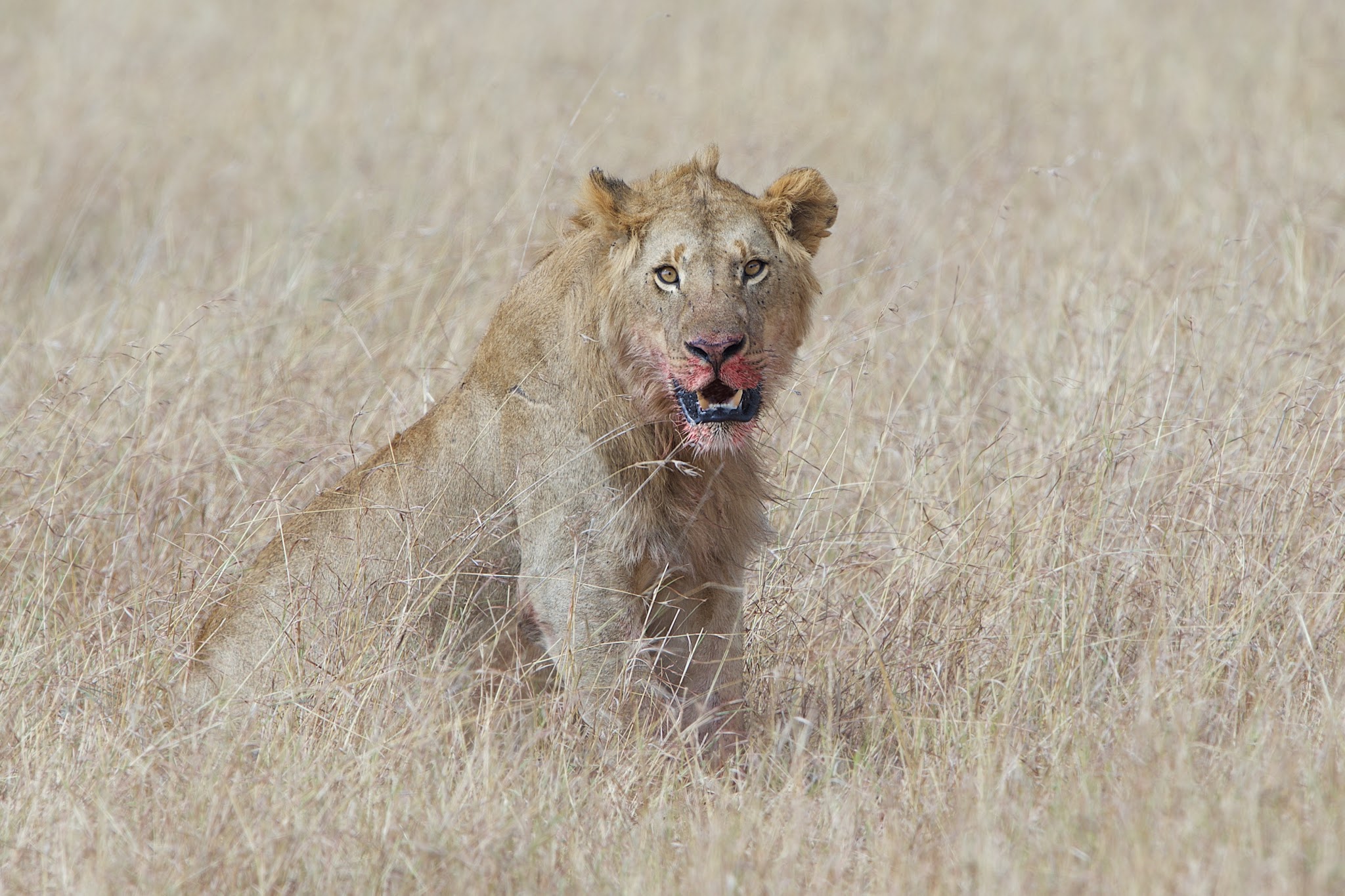 Messy Business – This Being a Lion