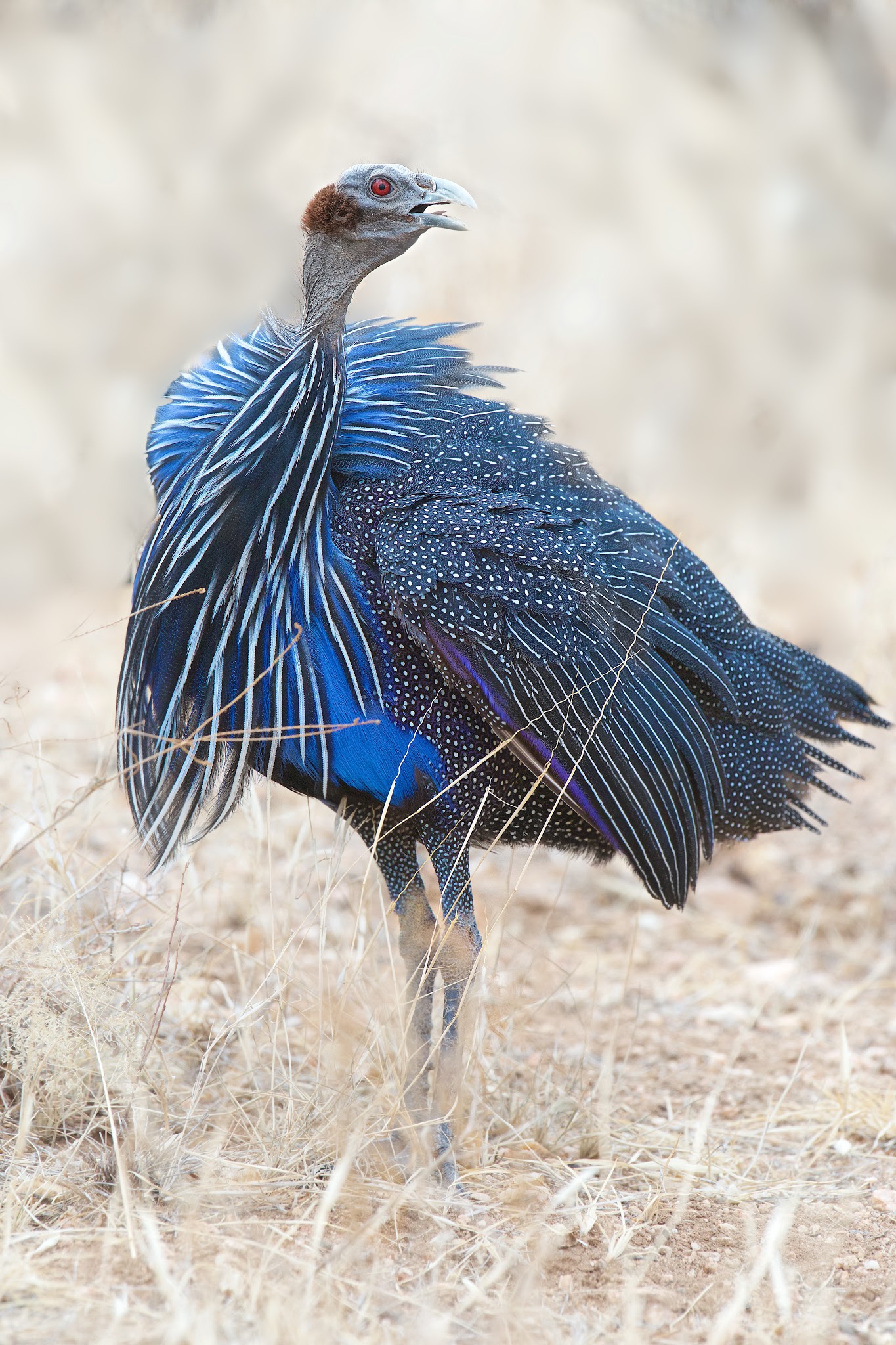 “Oh dear. I forgot my lipstick!”