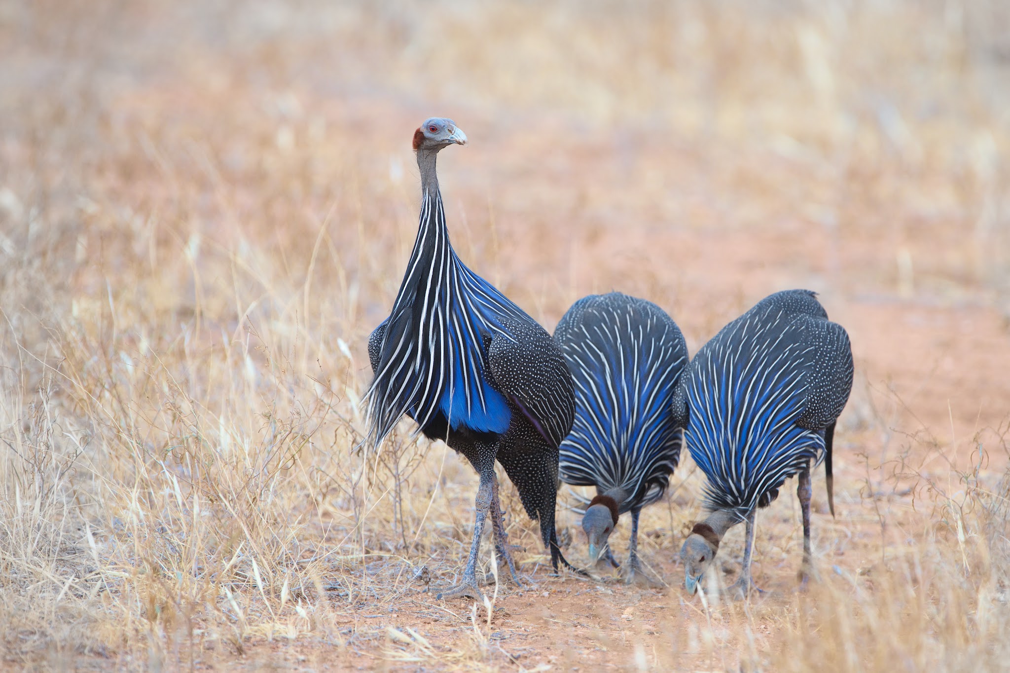 Vulturine Guineafowls in Samburu, Kenya