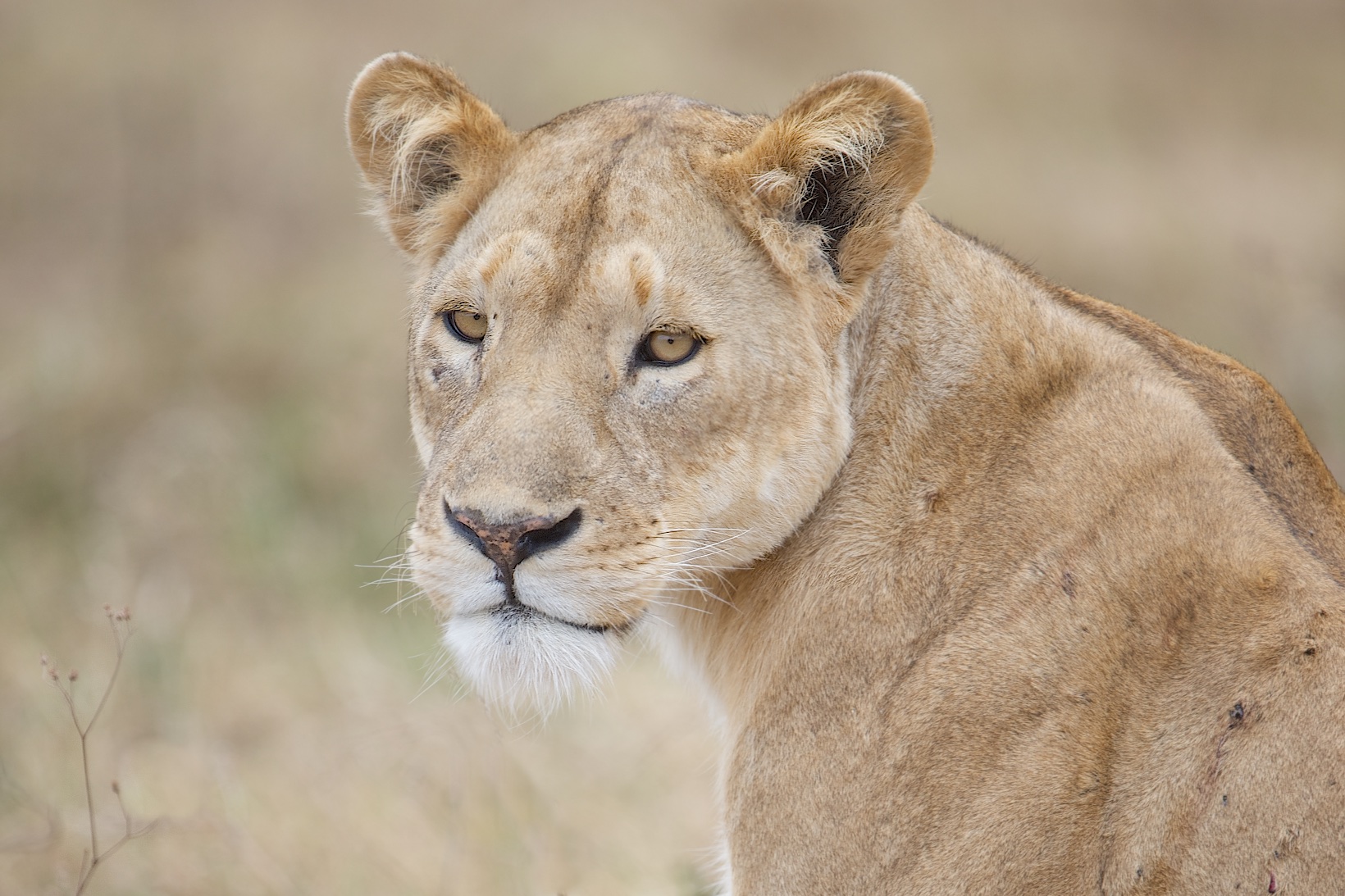 Beautiful Lioness