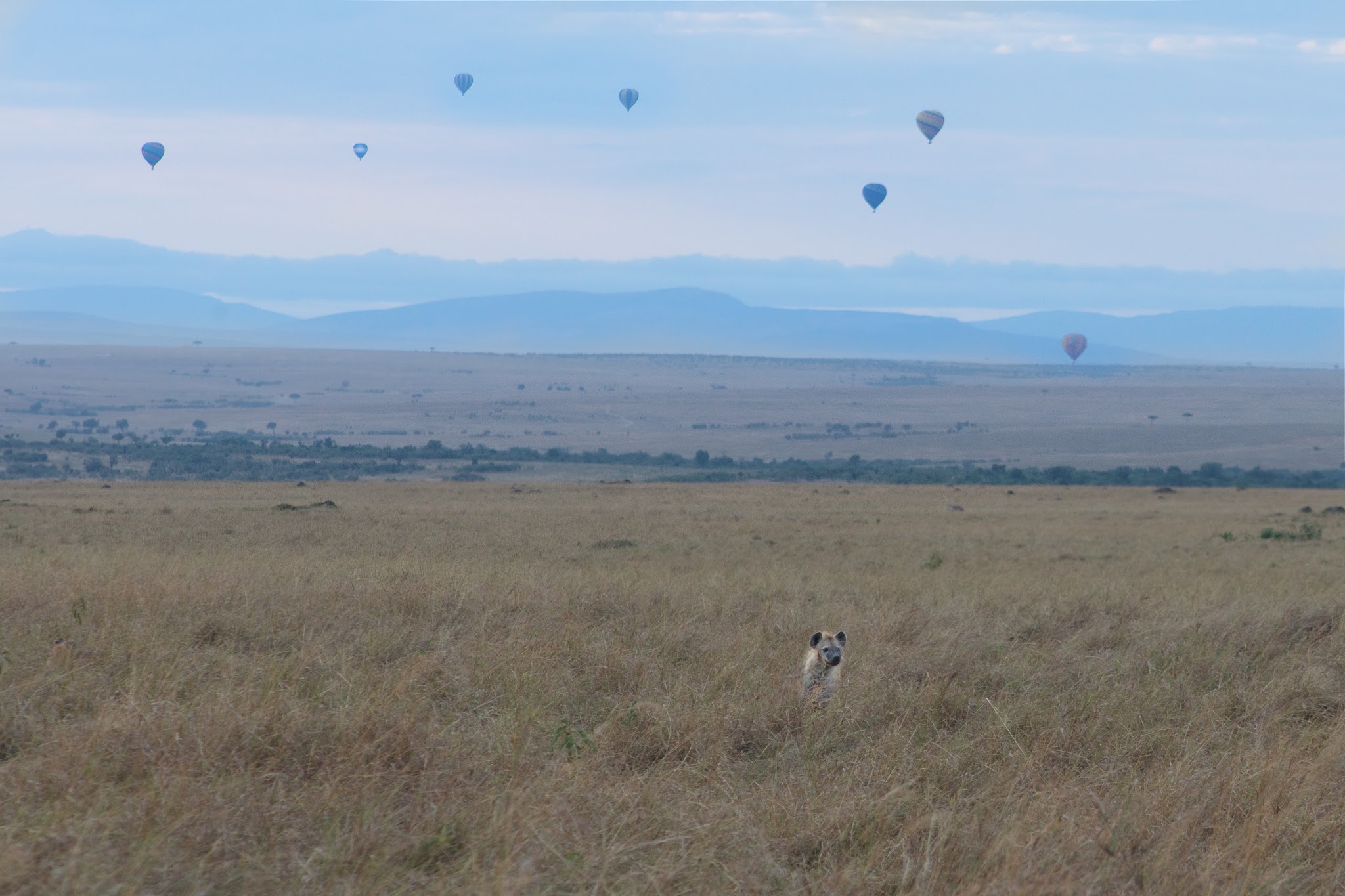 Hyena and the Hot Air Balloons – Can you find the Hyena?